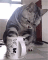 888.gif