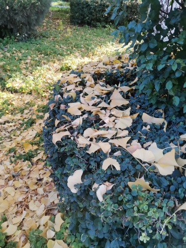 IMG_20201115_164918.jpg